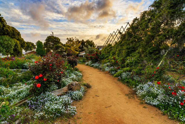 Dirt path flowers trees sky free wallpaper - medium preview image