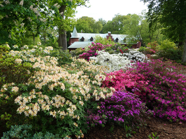 Garden flowers trees colorful nature free wallpaper - medium preview image