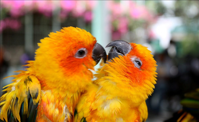 Colorful birds branch zoo enclosure free wallpaper - medium preview image
