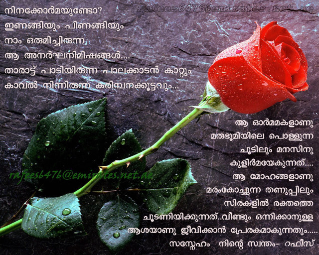 Red rose rain drops thai free wallpaper - medium preview image