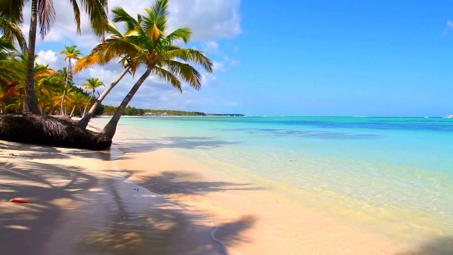 Beach palm trees clear water #11 free wallpaper - medium preview image