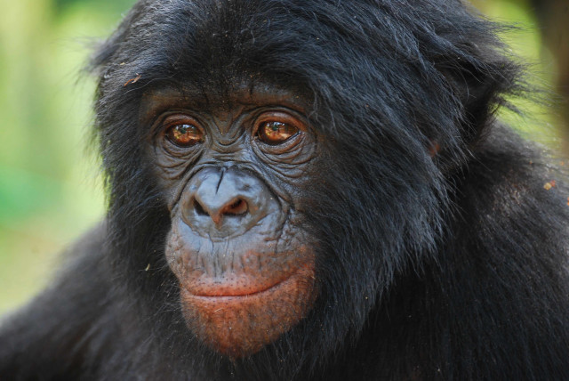 Monkey closeup blurry background nature free wallpaper - medium preview image