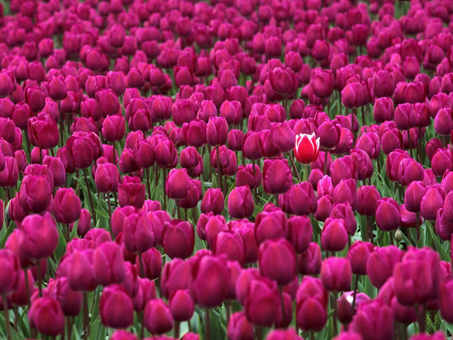 Pink tulips red flower field free wallpaper - medium preview image