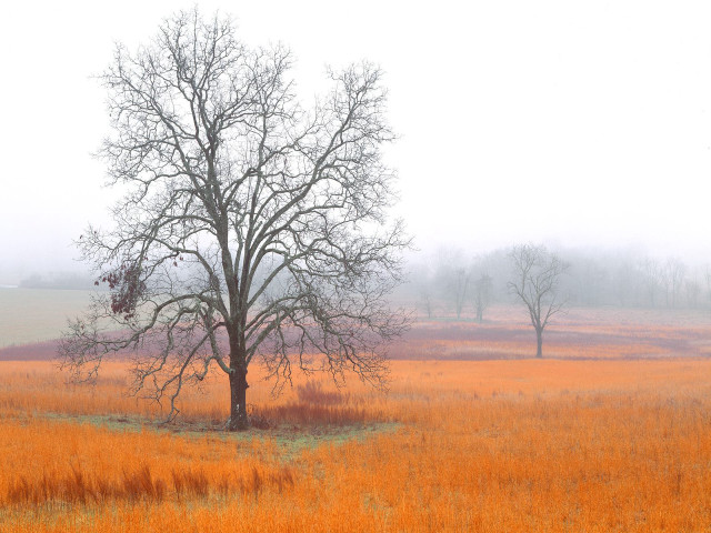 Lone tree yellow grass fog free wallpaper - medium preview image