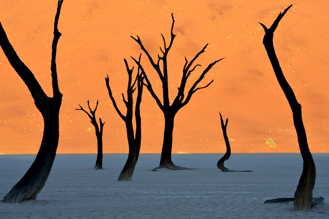 Trees desert sunset sky background free wallpaper - medium preview image