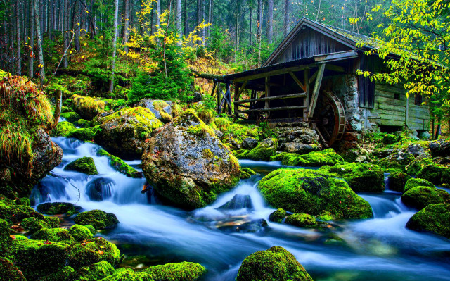 Forest stream moss rocks wooden free wallpaper - medium preview image