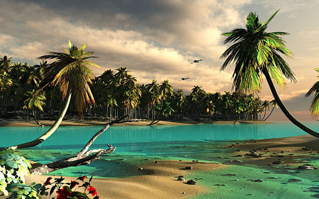 Tropical island palm trees bird free wallpaper - medium preview image