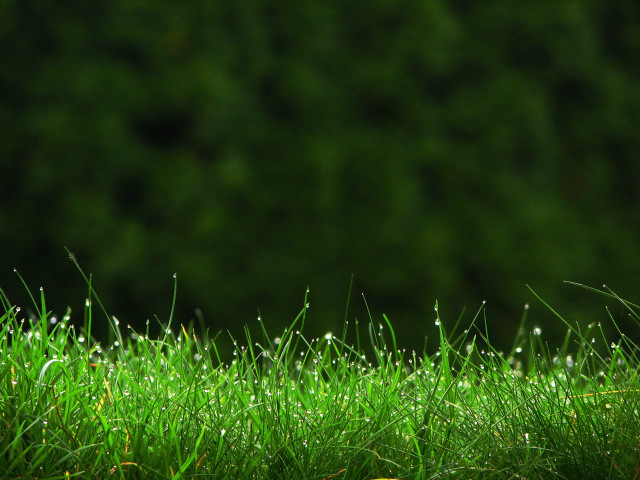Dew grass macro nature forest free wallpaper - medium preview image