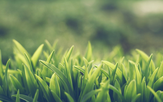 Green grass close up blurry free wallpaper - medium preview image