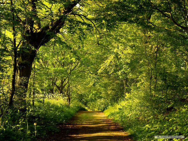 Dirt road forest nature sunlight free wallpaper - medium preview image