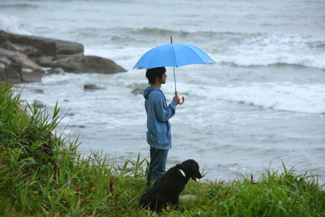 Beach umbrella dog ocean rainy free wallpaper - medium preview image