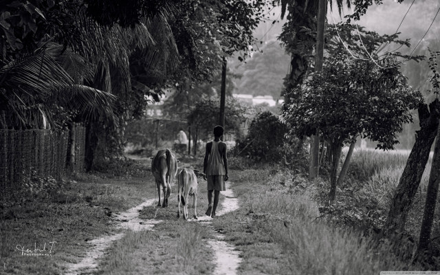 Man walking dogs dirt road free wallpaper - medium preview image