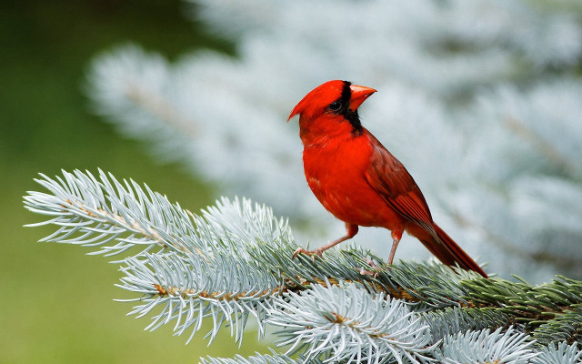 Red bird pine branch needles #2 free wallpaper - medium preview image