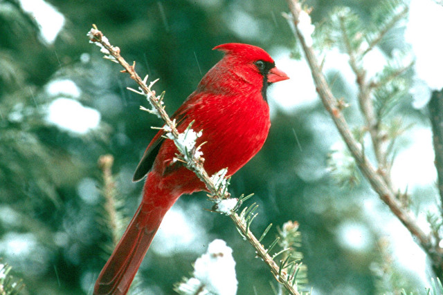 Red bird perched branch tree #2 free wallpaper - medium preview image