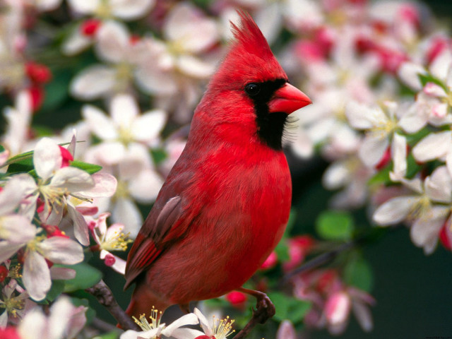 Red bird branch tree white free wallpaper - medium preview image