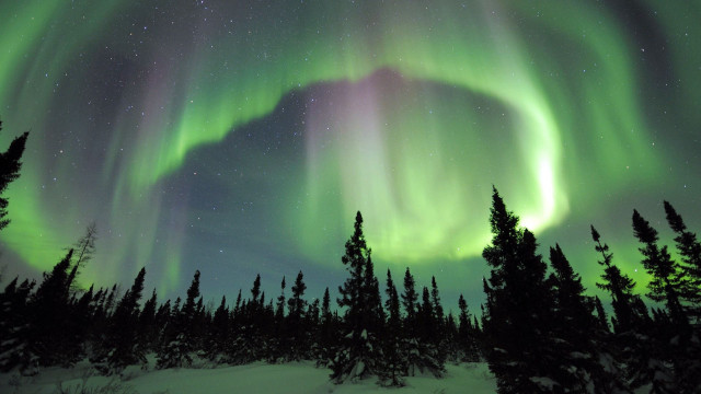 Green purple aurora borealis forest #2 free wallpaper - medium preview image