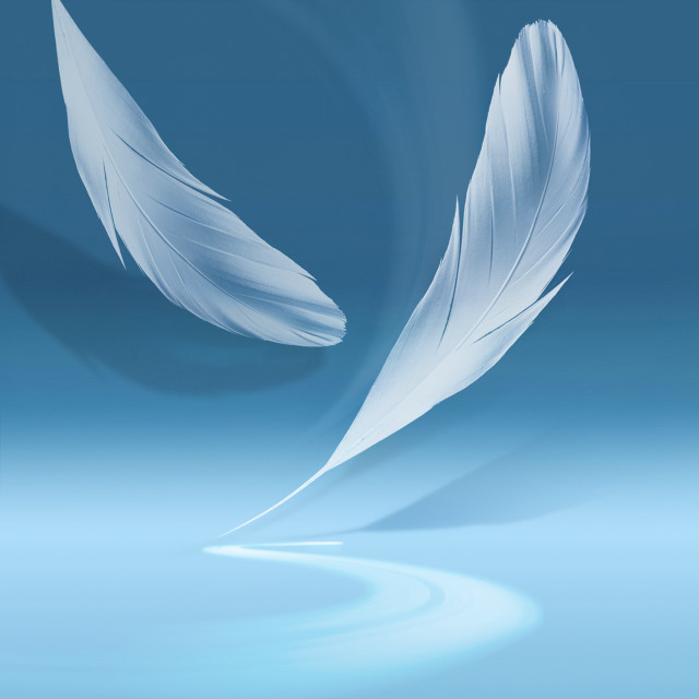 White feather blue surface blue free wallpaper - medium preview image