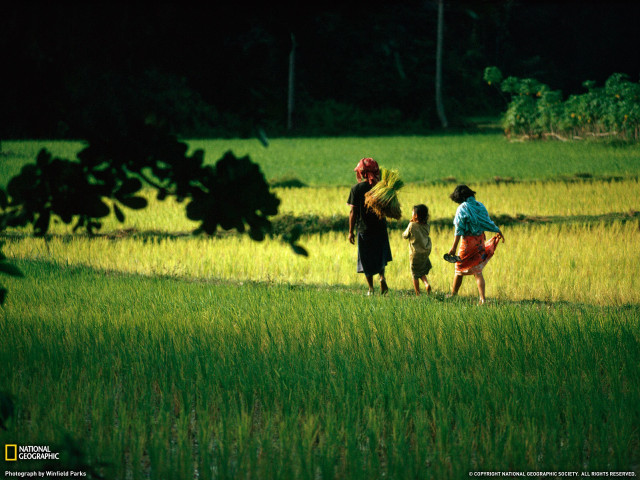 Lush green field forest sunny free wallpaper - medium preview image