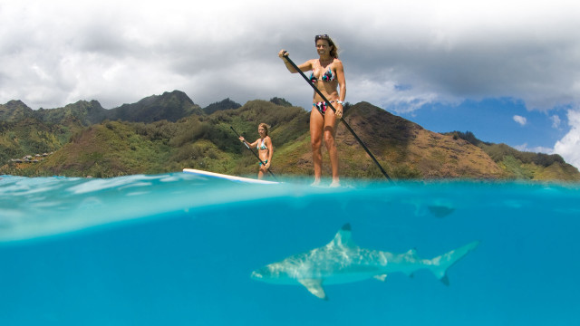 Woman bikini paddleboat shark ocean free wallpaper - medium preview image