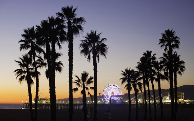Ferris wheel palm trees dusk #2 free wallpaper - medium preview image