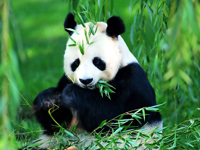 Panda eating bamboo field grass free wallpaper - medium preview image