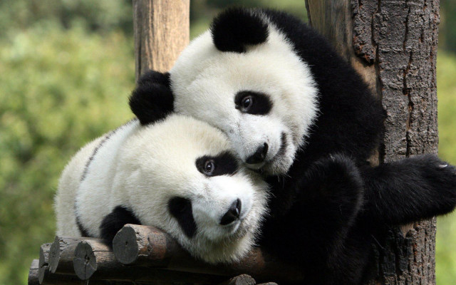 Panda bears sitting tree branch #2 free wallpaper - medium preview image