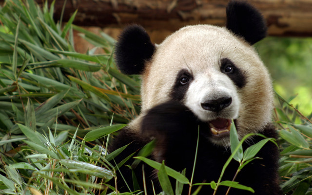 Panda bear sitting grass smiling free wallpaper - medium preview image
