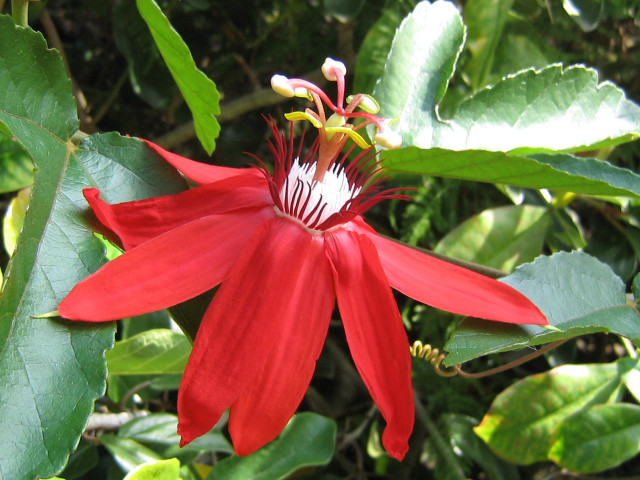 Red flower green leaves white #3 free wallpaper - medium preview image