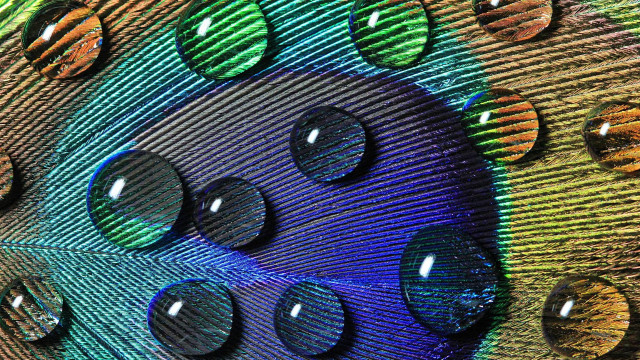 Peacock feathers water drops rainbow free wallpaper - medium preview image