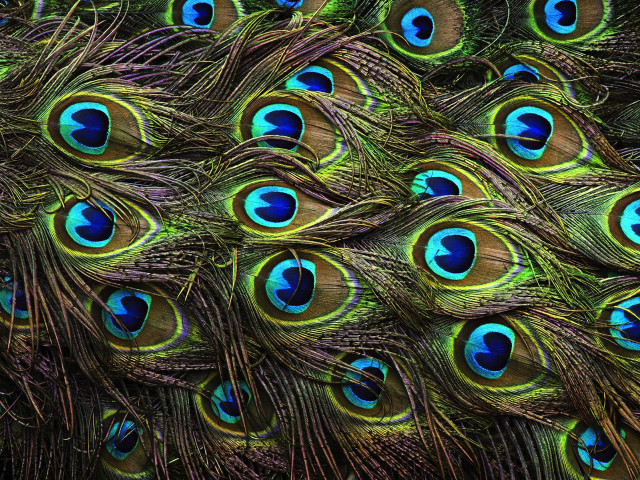Peacock feathers closeup spread out free wallpaper - medium preview image