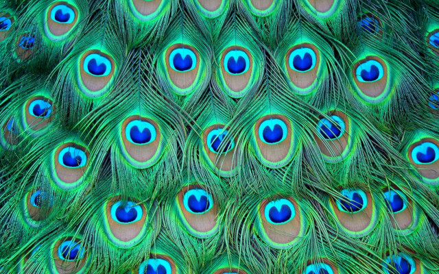 Peacock feathers blue eyes tail free wallpaper - medium preview image