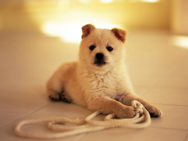 Small dog laying floor rope free wallpaper - medium preview image