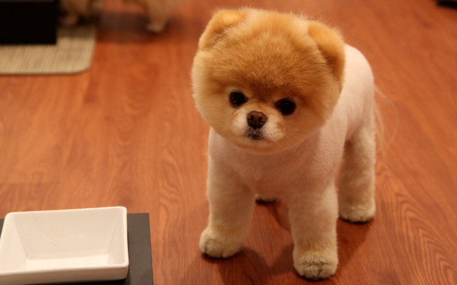 Small dog hardwood floor food free wallpaper - medium preview image