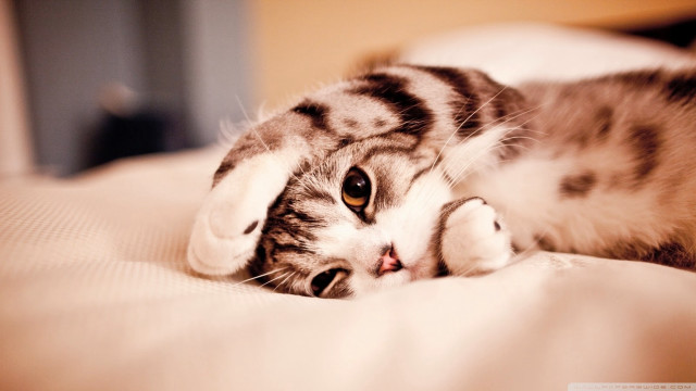 Cat back pillow eyes open free wallpaper - medium preview image