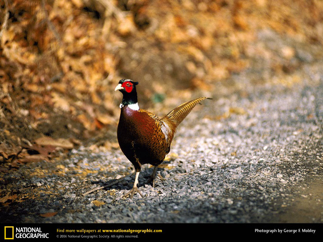 Bird fire autumn leaves blurry free wallpaper - medium preview image