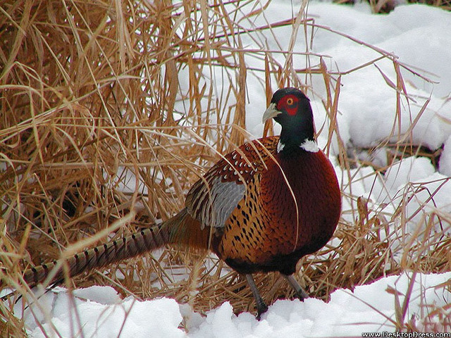 Bird snow tallgrass ecological art free wallpaper - medium preview image