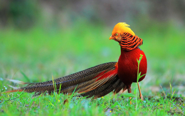 Yellow head bird orange feathers free wallpaper - medium preview image