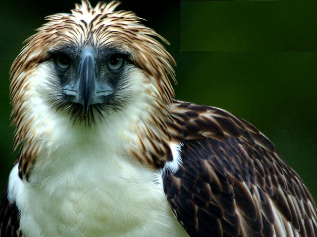 Bird prey closeup green background free wallpaper - medium preview image