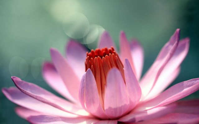 Pink flower red center blurry free wallpaper - medium preview image
