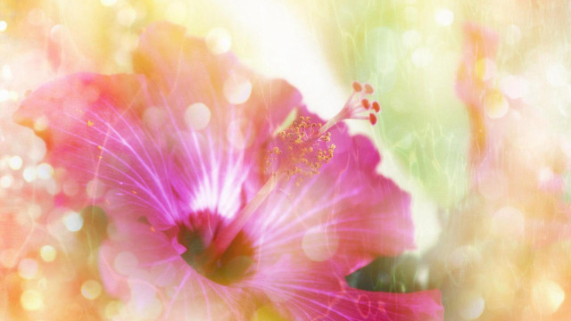 Pink flower blurry background bokeh free wallpaper - medium preview image