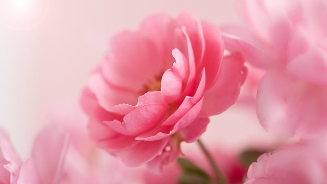 Pink flower closeup blurry background #16 free wallpaper - medium preview image