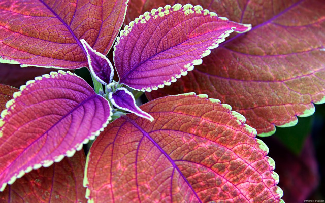 Purple green plant macro fauvism free wallpaper - medium preview image
