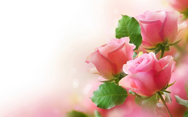 Pink roses green leaves white #4 free wallpaper - medium preview image