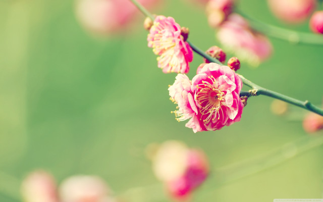 Branch pink flowers green blurry free wallpaper - medium preview image