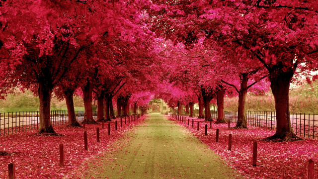 Pathway trees red leaves fence free wallpaper - medium preview image