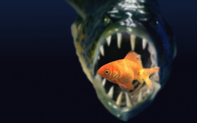 Goldfish mouth open teeth wide free wallpaper - medium preview image