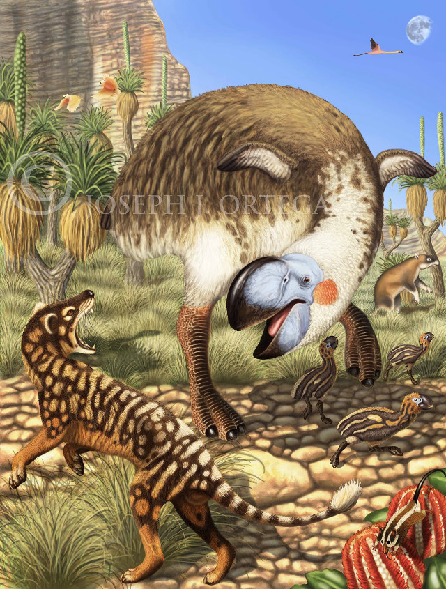 Bird desert animals cactus rocks free wallpaper - medium preview image