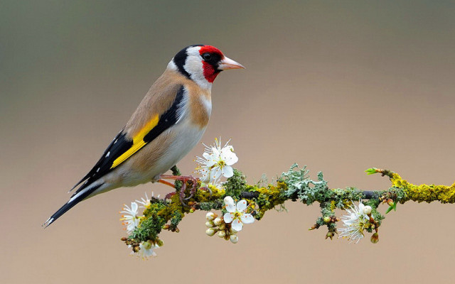 Bird perched branch white flowers free wallpaper - medium preview image
