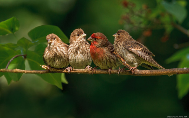 Three birds branch leaves background free wallpaper - medium preview image