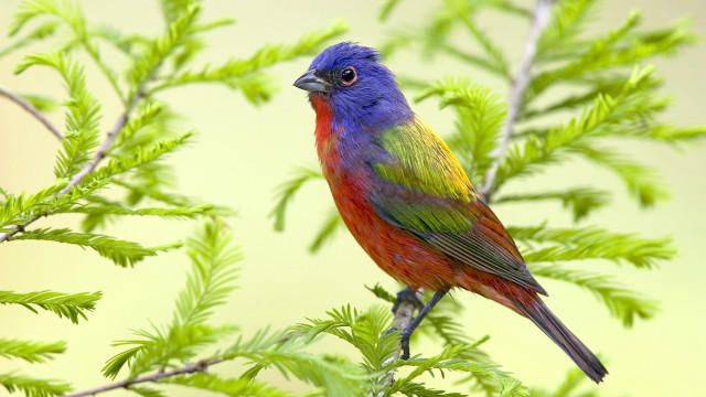 Colorful bird perched tree branch #5 free wallpaper - medium preview image